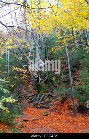 autumn centenary beech tree forest in fall golden leaves Stock Photo