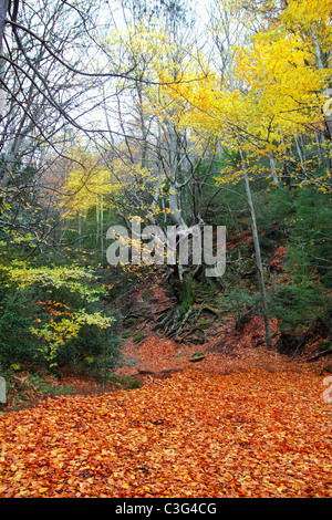 autumn centenary beech tree forest in fall golden leaves Stock Photo