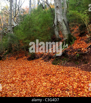 autumn centenary beech tree forest in fall golden leaves Stock Photo