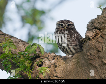 Little Owl (Athene noctua) perched in tree