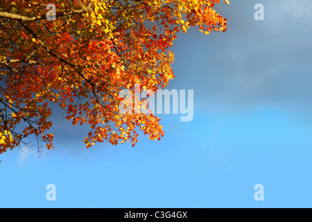 autumn fall golden beech tree leaves stormy cloud blue sky Stock Photo