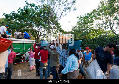 Daily workers picking coffee in the hills of El Rodeo Central Valley Costa Rica Stock Photo