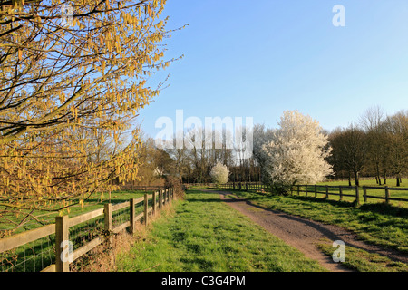 Horton Country Park, Epsom Surrey England UK Stock Photo