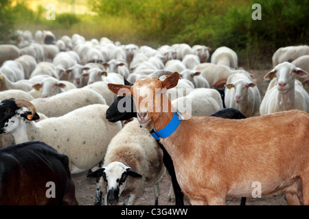 goats and sheep herd flock outdoor track nature animals Stock Photo