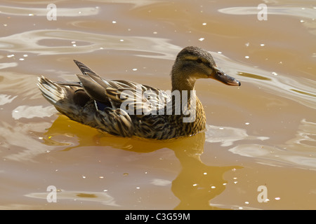 A female mallard duck swimming on a pond. Stock Photo
