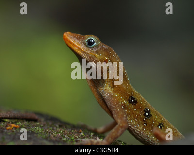 A Zandoli lizard (Anolis oculatus) aka Dominican anole, eyed anole, on ...