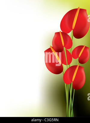 Beautiful red anthurium Stock Photo