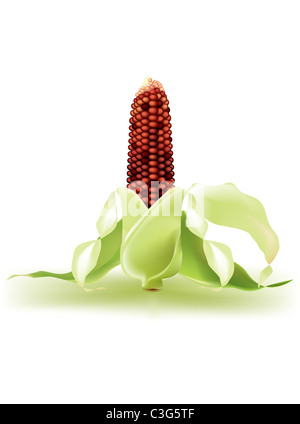 Indian corn on the cob Stock Photo