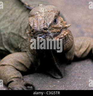 Iguana - this is a Rhinoceros Iguana (Cyclura cornuta) which can grow to 1.5 mtrs in length Stock Photo