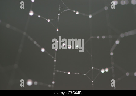 Close up detail of water droplets from morning dew on Spiders Web Stock Photo