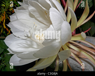 Flower of Dutchman's Pipe, Orchid Cactus, Hylocereus undatus Stock Photo