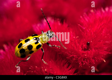 Spotted cucumber beetle (Diabrotica undecimpunctata) on celosia. Stock Photo