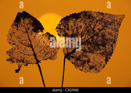 Black Poplar Populus nigra skeleton leaf at sunset Stock Photo