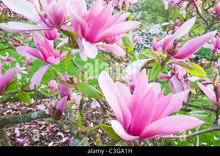 A Magnolia (Caerhays surprise) tree in Holehird Gardens, Windermere, Cumbria, UK. Stock Photo