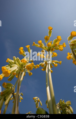 Cowslips Primula veris growing in an organic hay meadow west Norfolk Stock Photo