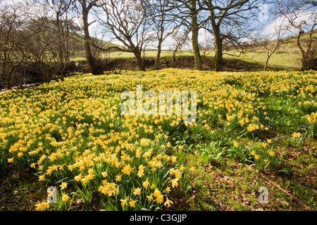 Wild Daffodils flowering in Rosedale in the North York Moors, Yorkshire, UK. Stock Photo