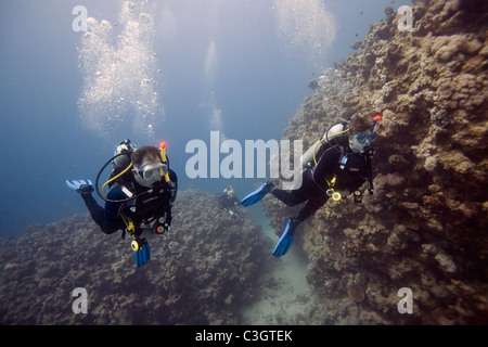 Three scuba divers pass a large formation of corals in the Red Sea, Dahab, Egypt. Stock Photo