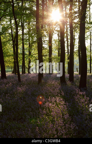 Sunburst through trees, [bluebell wood], England, UK Stock Photo