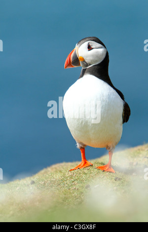 Atlantic Puffin (Fratercula arctica) adult, breeding season, magazine , cover, portrait, Skomer Island, Pembrokeshire, Wales Stock Photo