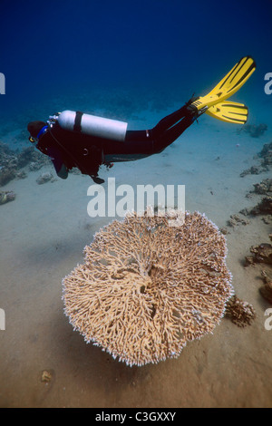 A diver passes over a table coral. Red Sea, Dahab, Egypt Stock Photo