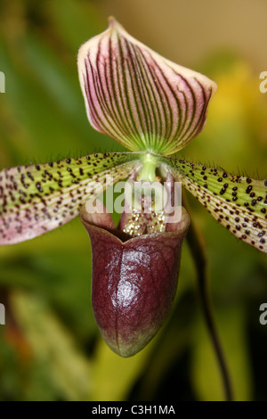 Lady’s Slipper Orchid Paphiopedilum Species Stock Photo