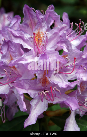 Purple azalea flowers in a garden during spring. Korean azalea ...