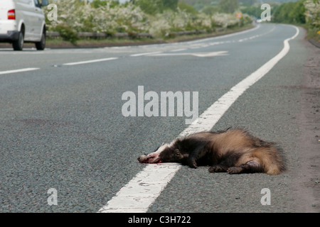 Dead Road Kill Animal on Side of Road Stock Photo