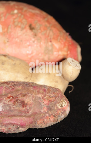 Closeup of Sweet Potatoes Varieties Stock Photo