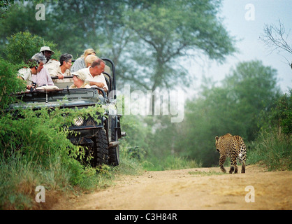 Safari tourists watch leopard Panthera pardus  from vehicle Mala mala Kruger South Africa Stock Photo