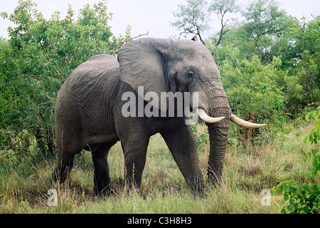 Male african elephant Loxodonta africana in must Mala mala Kruger South Africa Stock Photo