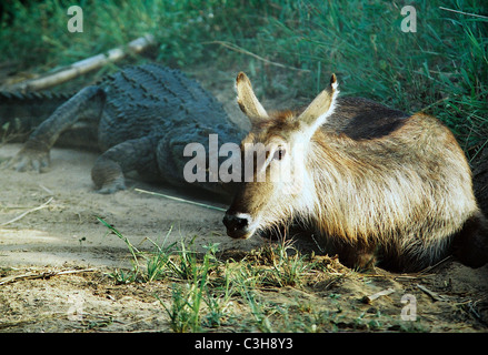 Waterbuck female Kobus Ellipsiprymnus with rear leg held by Nile Crocodile Crocodylus niloticus Mala Mala Kruger National Park Stock Photo