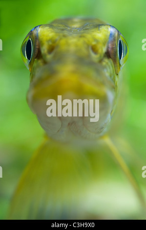 Hecht im Stillwasser, Esox lucius, Northern pike, Slack water, Duemmer See, Niedersachsen, Deutschland, Lower saxony, Germany Stock Photo