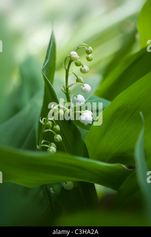 Lily of the valley - Convallaria majalis Stock Photo