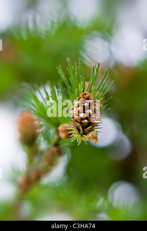 Little cones of Larix decidua - European larch tree Stock Photo