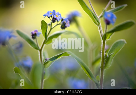 Forget-me-not flowers - Myosotis sylvatica Stock Photo