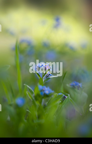 Forget-me-not flowers - Myosotis sylvatica Stock Photo