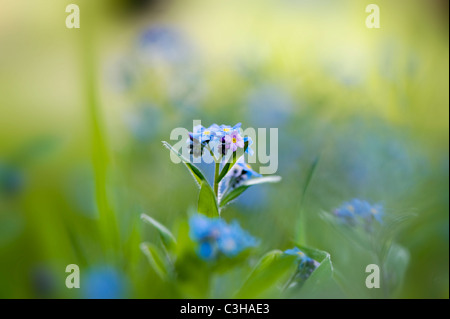 Forget-me-not flowers - Myosotis sylvatica Stock Photo