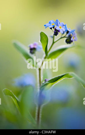 Forget-me-not flowers - Myosotis sylvatica Stock Photo