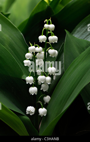 Lily of the valley - Convallaria majalis Stock Photo