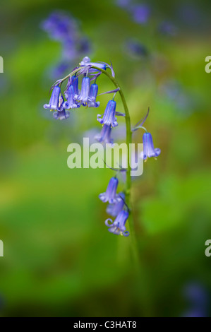 English Bluebells - Hyacinthoides non-scripta Stock Photo