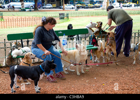 Dog walkers in Buenos Aires, Argentina. Stock Photo