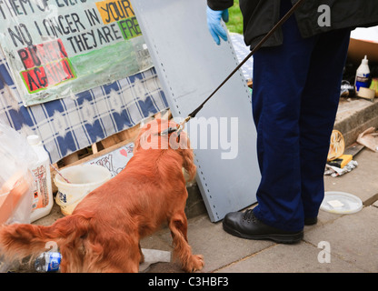 London, England, UK. Metropolitan police dog-handler with security sniffer dog checking the peace camp on Royal Wedding route Stock Photo