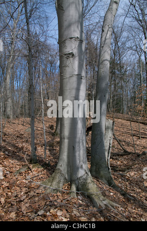 Deciduous Forest with American Beech Trees Fagus grandifolia , late fall, Eastern USA, by Carol Dembinsky/Dembinsky Photo Assoc Stock Photo