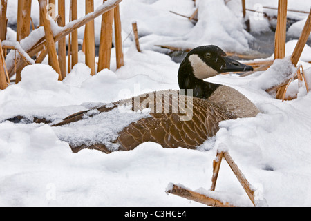 Canada Goose Branta canadensis on her nest in April snow storm Michigan USA Stock Photo