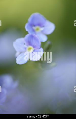 Persicher Ehrenpreis, Grosser Ehrenpreis, Veronica persica, Persian speedwell, Deutschland, Germany Stock Photo