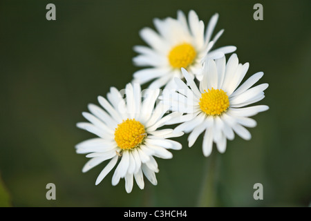 Mehrjaehriges Gaensebluemchen, Bellis perennis, Daisy, Deutschland, Germany Stock Photo