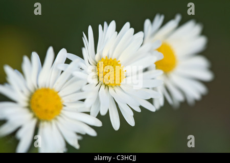 Mehrjaehriges Gaensebluemchen, Bellis perennis, Daisy, Deutschland, Germany Stock Photo