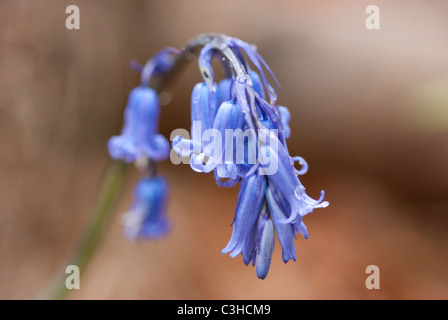 blue bed in woodland Stock Photo