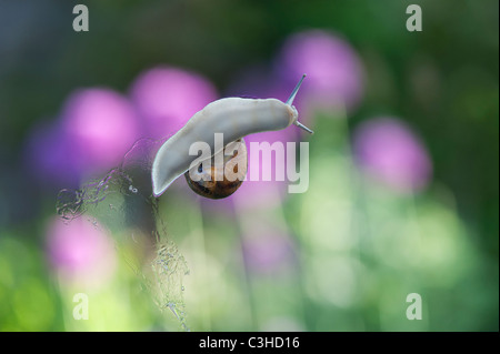 Garden snail on greenhouse glass Stock Photo