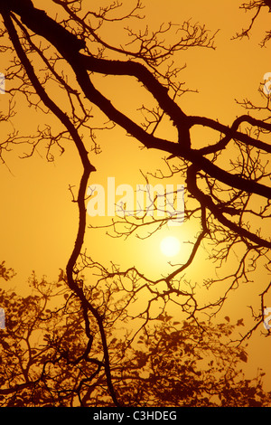 Early morning sun silhouettes tree branches through the morning fog Stock Photo